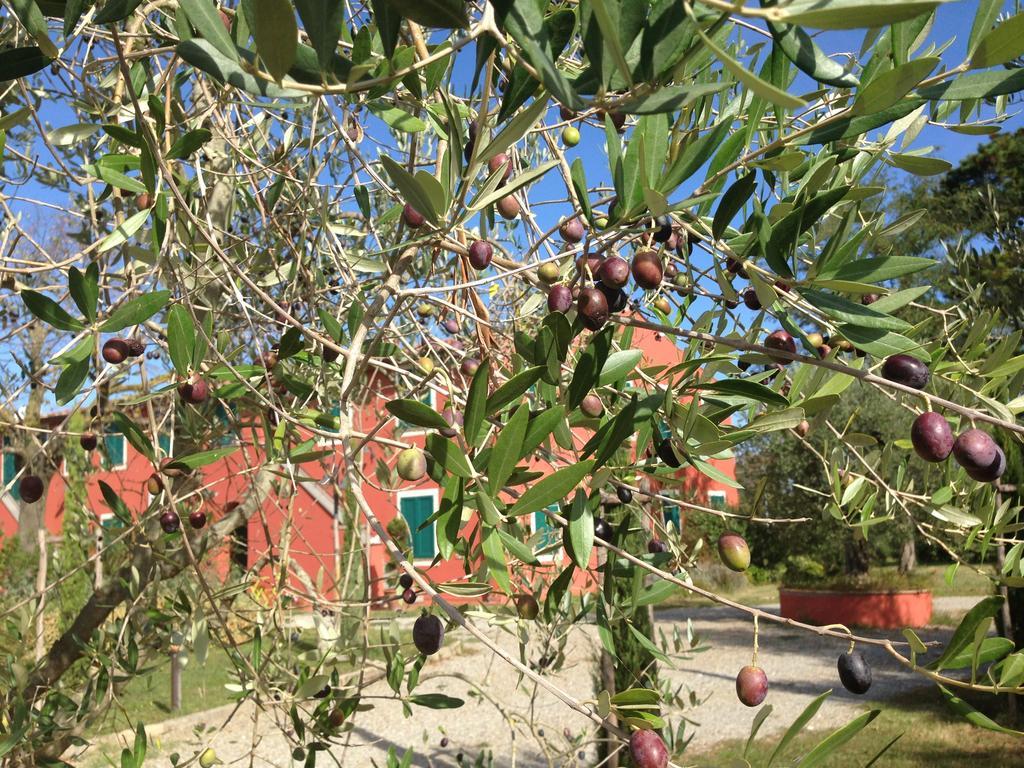 Fauglia Country House Podere Le Rane Felici المظهر الخارجي الصورة